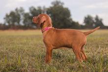DarkPink-6.JPG