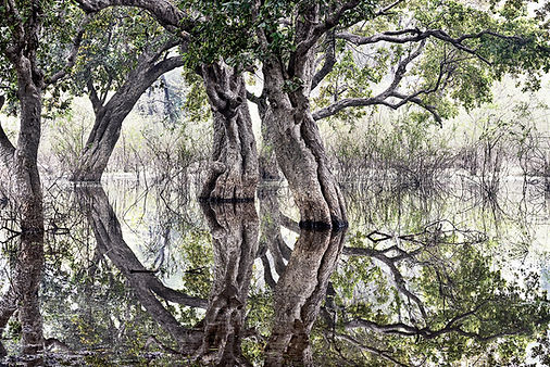 Bharatpur swamp.jpg