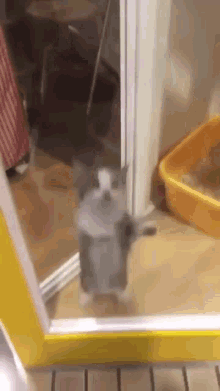 cat-cat-jumping.gif