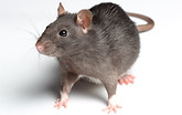 alt=pest control in oxford.img