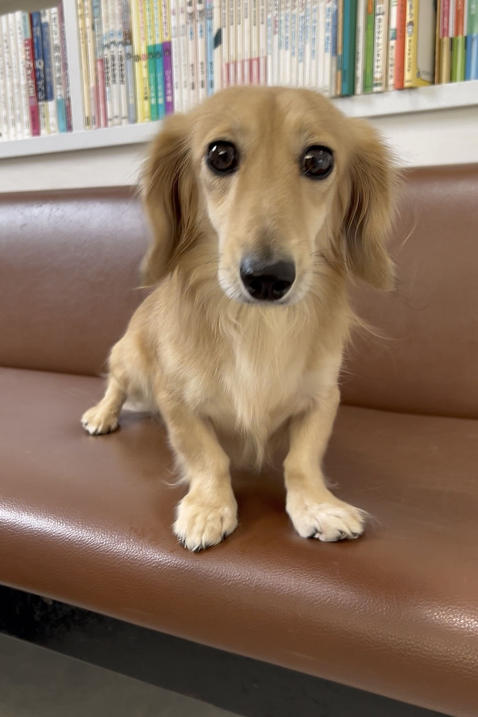 2歳の男の子 里親さん募集中です！！