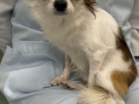 生後10ヶ月のチワワ男の子 里親さん募集中です!!