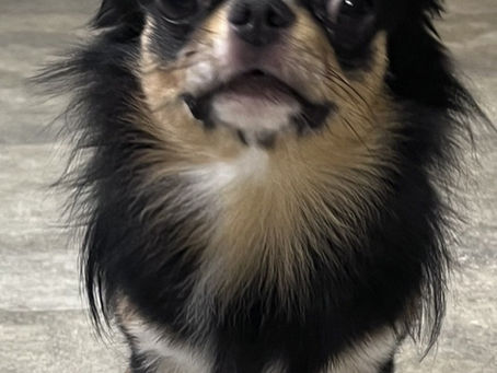 家族が決まりました!ご協力ありがとうございました。