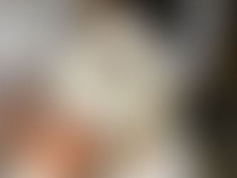 成猫たちの里親さん募集中です(募集中の子たち)
