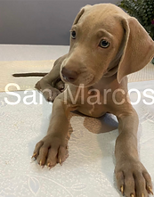 Weimaraner