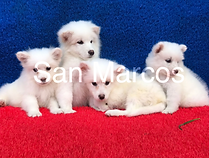 Samoyedo bebes