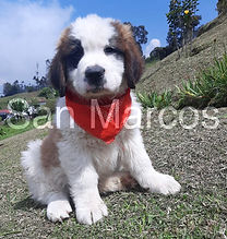 Perro San Bernardo