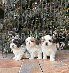 Shih Tzu mini