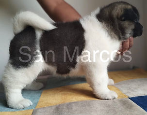 Akita Americano