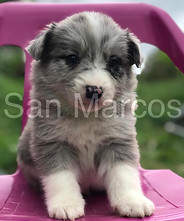 Border Collie cachorros en venta