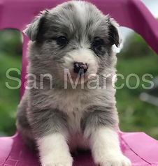 Border Collie