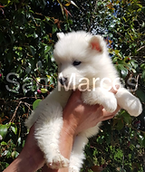 Hermoso cachorro Samoyedo