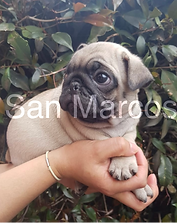 cachorros Pug