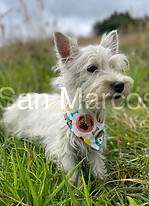 West Highland White Terrier