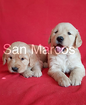 Golden Retriever bebes