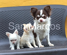 Chihuahua