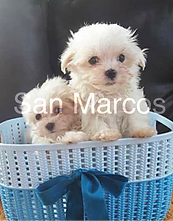 Bichon Maltes