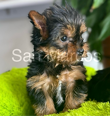 Yorkshire Terrier