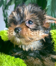 Yorkshire Terrier