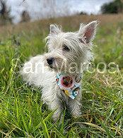 West Highland white terrier