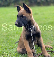 Pastor Belga Malinois