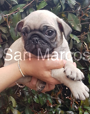 Pug