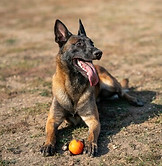 disparo-vertical-perro-pastor-negro-tendido-suelo_181624-40253.jpg