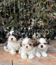 Hermosos Shih Tzu