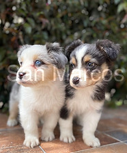 Pastor Ovejero Australiano cachorrosa en venta
