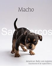 American Bully