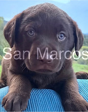 Labrador Retriever chocolate