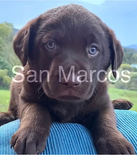 Labrador Retriever chocolate