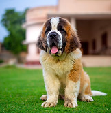 vertical-shot-adorable-saint-bernard-dog-outdoors.jpg