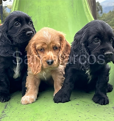 Perritos Cocker Spaniel
