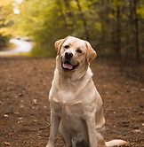 Yellow Lab _ Fall Dog Photos.jfif