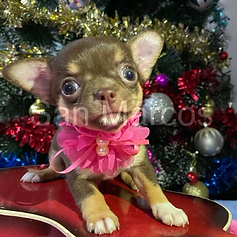 Chihuahua