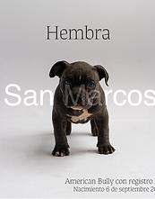 American Bully