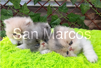 Gatos Persa bebes