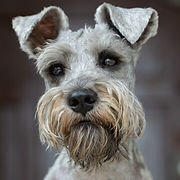 retrato-lindo-schnauzer-miniatura-luces_181624-35750.jpg