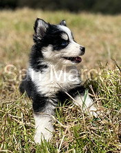 Pomsky
