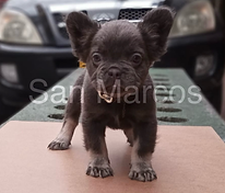 Perros Bulldog Frances en venta