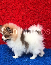Pomerania