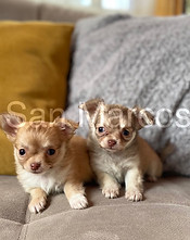 Chihuahua perritos en venta