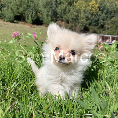 Pomerania