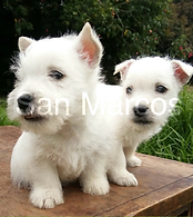 West Highland white terrier