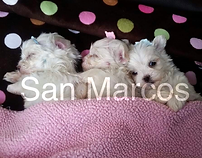 Bichon Maltes Miniatura