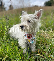 West Highland White Terrier