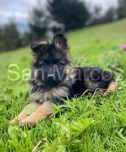 cachorros pastor Aleman en venta