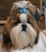 Shih Tzu puro