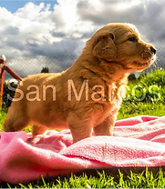 Perros Golden Retriever a la venta
